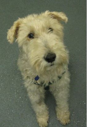 1.5 weeks post cataract surgery